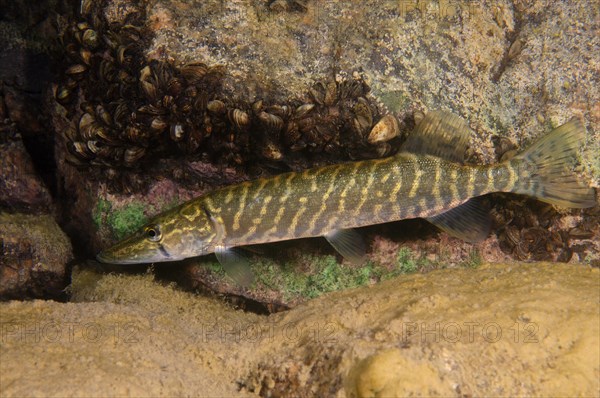 Northern Pike (Esox lucius)