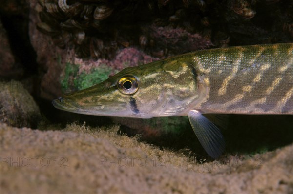 Northern Pike (Esox lucius)