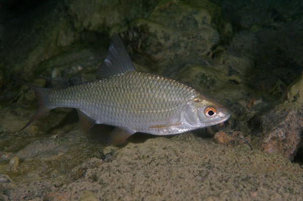 Common Rudd (Scardinius erythrophthalmus)