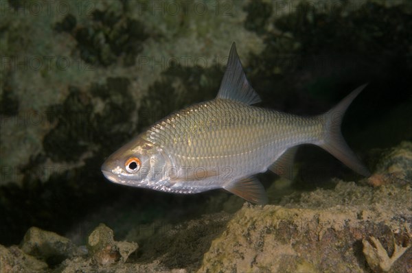 Common Rudd (Scardinius erythrophthalmus)
