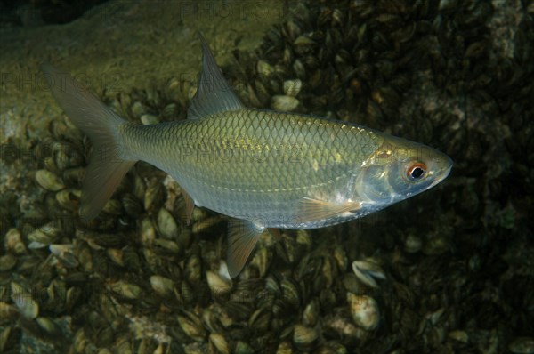 Common Rudd (Scardinius erythrophthalmus)