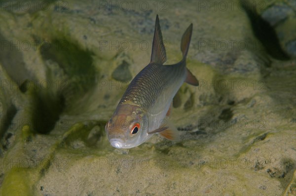 Common Rudd (Scardinius erythrophthalmus)