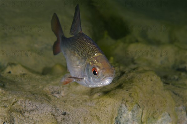 Common Rudd (Scardinius erythrophthalmus)