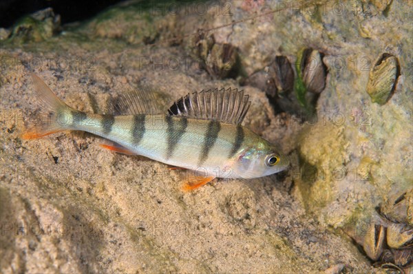 European Perch (Perca fluviatilis)