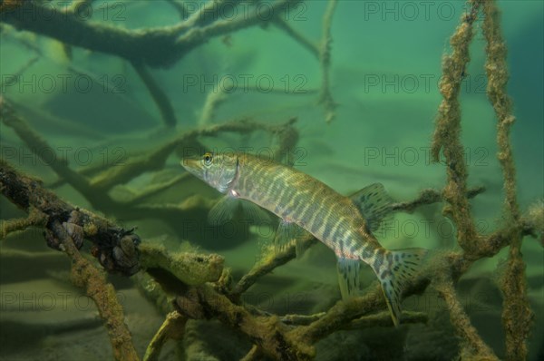 Northern Pike (Esox lucius)