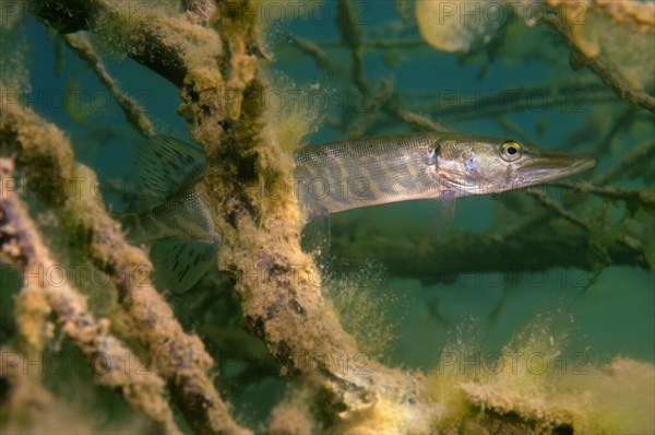 Northern Pike (Esox lucius)