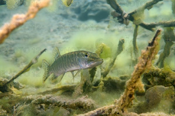 Northern Pike (Esox lucius)