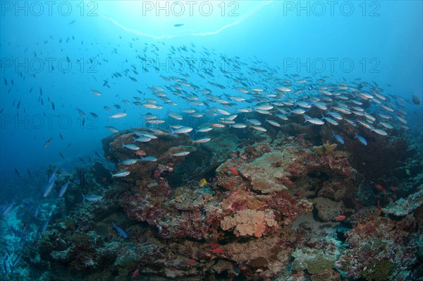 Lunar Fusiliers (Caesio lunaris)