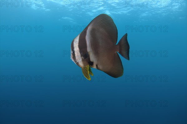 Orbicular Batfish