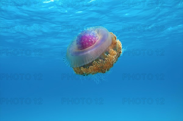 Crown Jellyfish or Cauliflower Jellyfish (Cephea cephea)