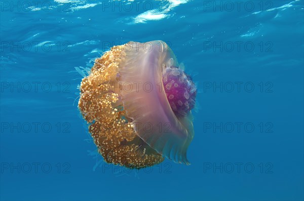 Crown Jellyfish or Cauliflower Jellyfish (Cephea cephea)