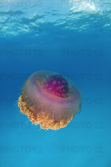 Crown Jellyfish or Cauliflower Jellyfish (Cephea cephea)