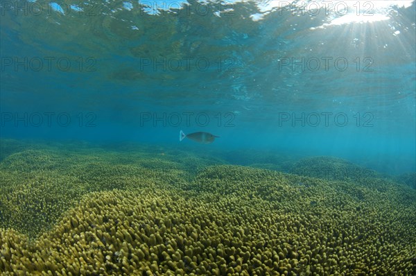 Short-nosed Unicornfish or Spotted Unicornfish (Naso brevirostris) at a coral reef with Jeweled Finger Corals (Porites cylindrica)