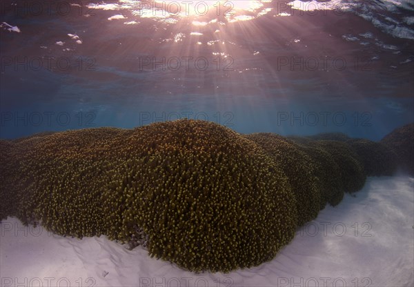 Jeweled Finger Coral (Porites cylindrica)