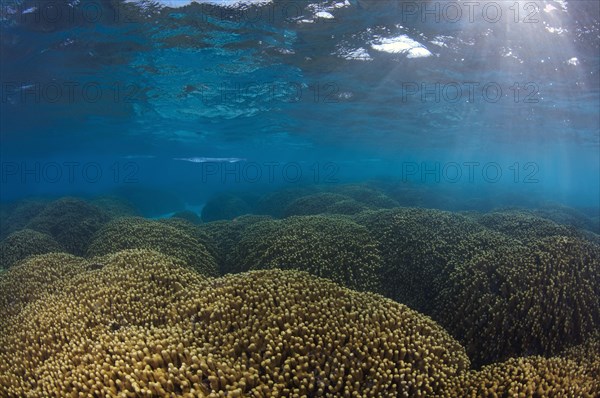 Garfish or Sea Needle (Belone belone) over a coral reef