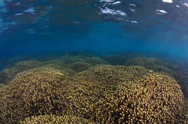 Jeweled Finger Corals (Porites cylindrica)