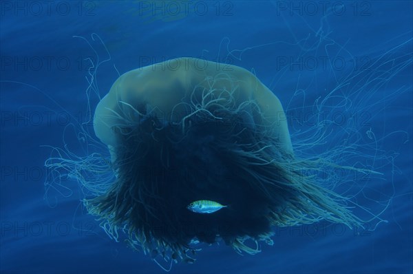 Lion's mane jellyfish