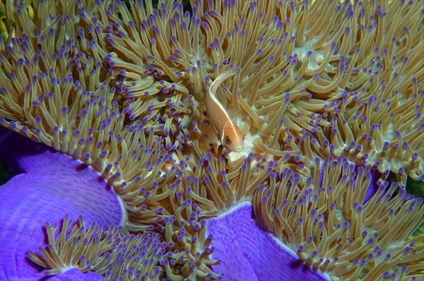 Pink skunk clownfish or pink anemonefish (Amphiprion perideraion)