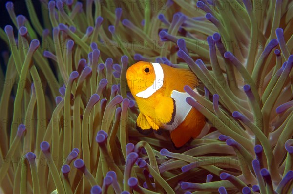 Ocellaris clownfish