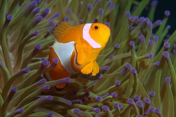 Ocellaris clownfish