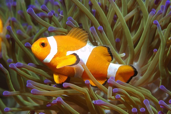 Ocellaris clownfish