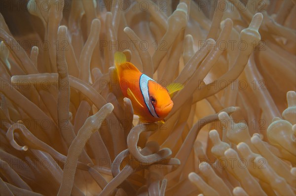 Australian clownfish or red anemonefish (Amphiprion rubrocinctus)