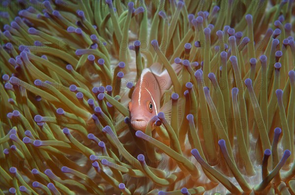 Pink skunk clownfish or pink anemonefish (Amphiprion perideraion)