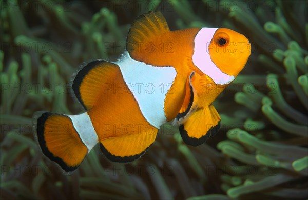 Ocellaris clownfish