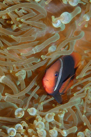 Cinnamon clownfish