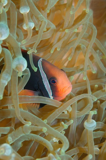 Cinnamon clownfish