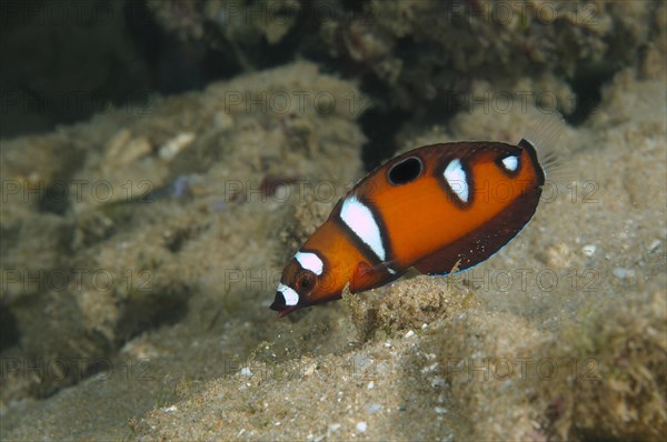 Queen coris or Red wrasse (Coris formosa)