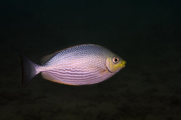 Streaked spinefoot