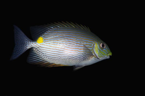 Goldenspot spinefoot