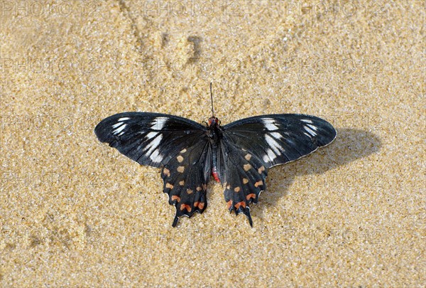 Crimson Rose Swallowtail or Crimson Rose (Pachliopta hector) on the sand