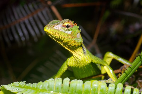 Common Green Forest Lizard