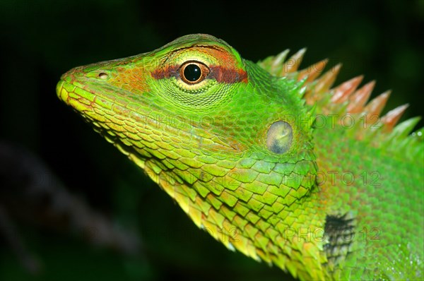 Common Green Forest Lizard