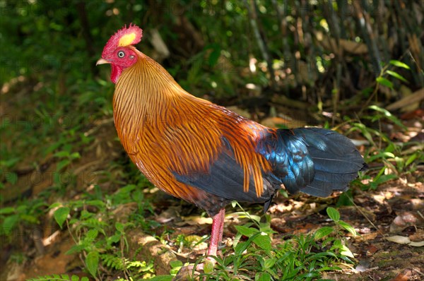 Sri Lankan Junglefowl or Ceylon Junglefowl (Gallus lafayetii) walking through the jungle