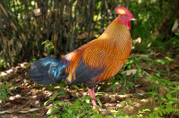 Sri Lankan Junglefowl or Ceylon Junglefowl (Gallus lafayetii) walking through the jungle