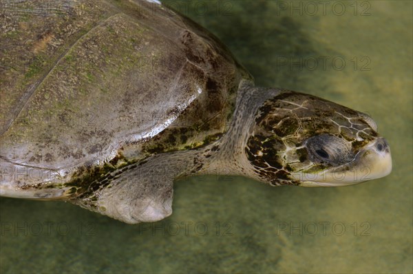 Wounded turtle without fin