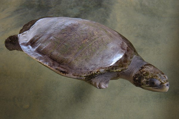 Wounded turtle without fin