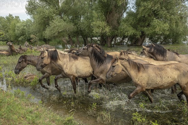 Herd of wild Konik horses in Danube delta