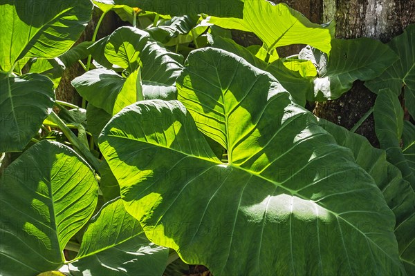 Taro (Colocasia esculenta)