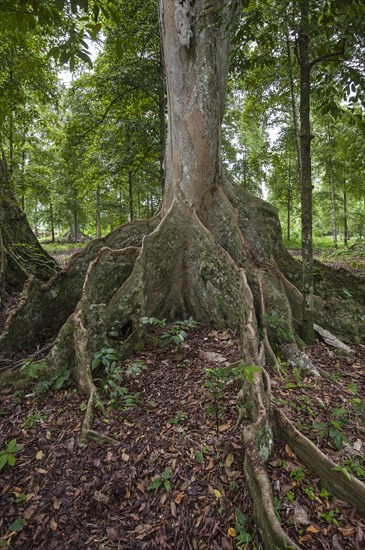 Bengal Almond tree (Terminalia catappa)