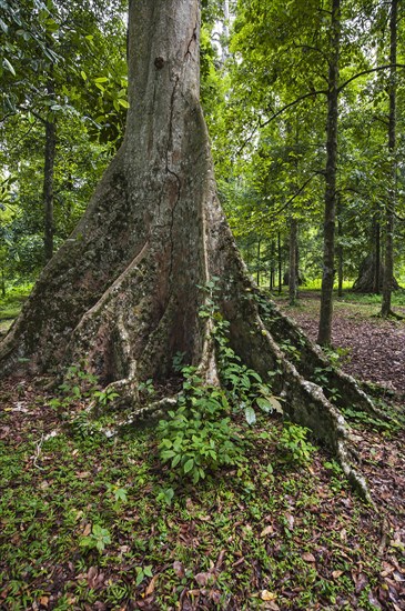 Bengal Almond tree (Terminalia catappa)