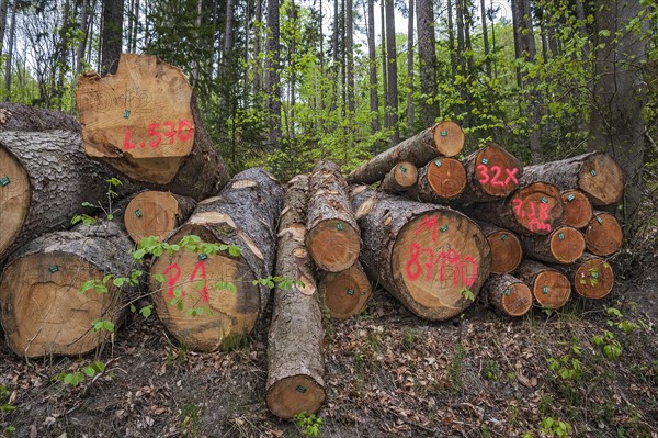 Pile of tree trunks