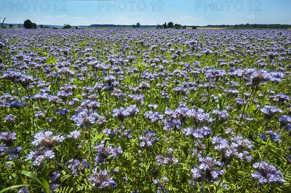 Bee pasture