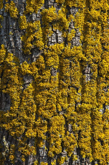 Common orange lichen (Xanthoria parietina) on tree bark