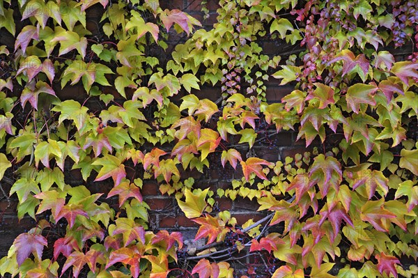 Boston Ivy (Parthenocissus tricuspidata)