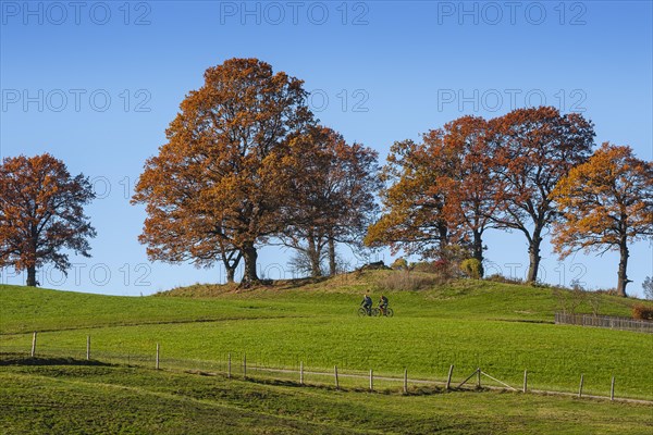 Autumn landscape with beech trees (Fagus) in Bad Tolz