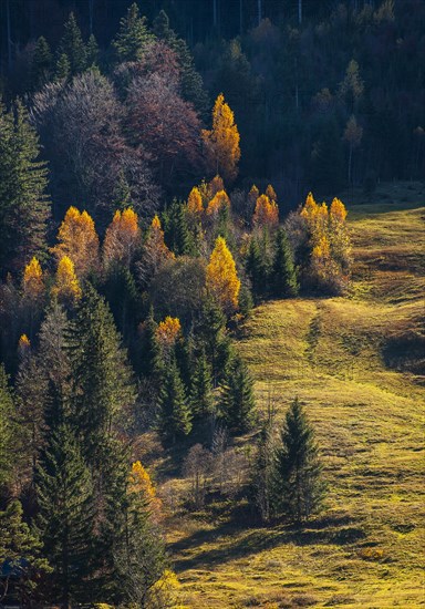 Colorful autumn forest